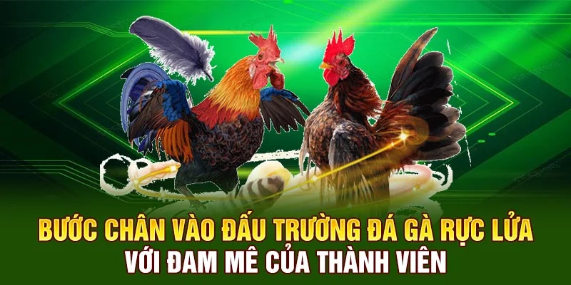           Bước chân vào đấu trường đá gà rực lửa với đam mê của thành viên