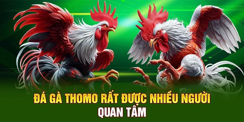 Đá gà Thomo rất được nhiều người quan tâm