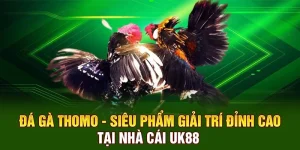 Đá Gà Thomo - Siêu Phẩm Giải Trí Đỉnh Cao Tại Nhà Cái UK88