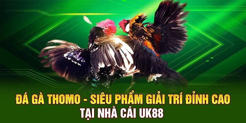 Đá Gà Thomo - Siêu Phẩm Giải Trí Đỉnh Cao Tại Nhà Cái UK88