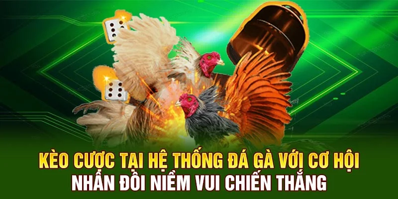Kèo cược tại hệ thống đá gà với cơ hội nhân đôi niềm vui chiến thắng