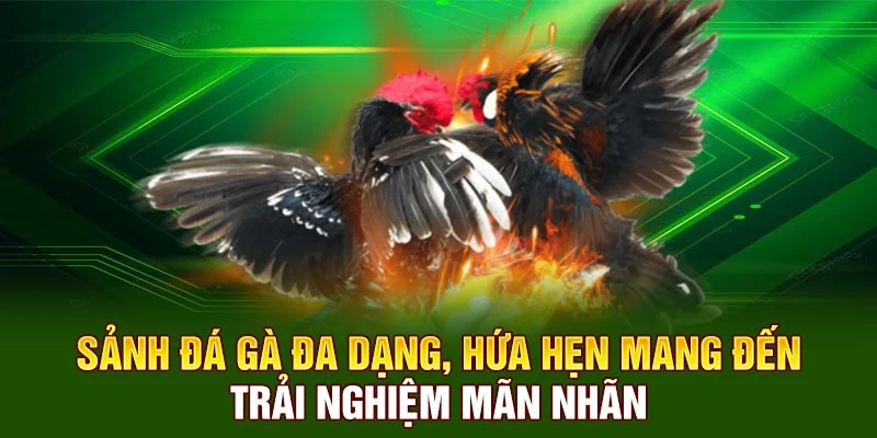 Sảnh đá gà đa dạng, hứa hẹn mang đến trải nghiệm mãn nhãn